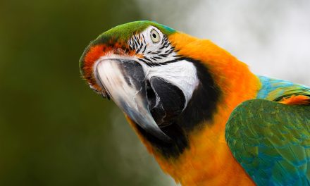 Papageien – Unsere bunt gefiederten Freunde