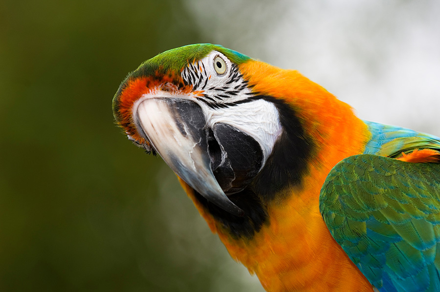 Papageien – Unsere bunt gefiederten Freunde