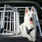 Der sichere Transport im Auto