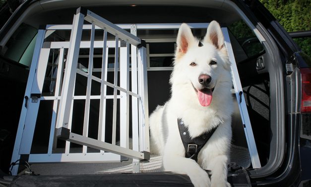 Der sichere Transport im Auto