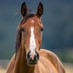 Cushing Syndrom beim Pferd