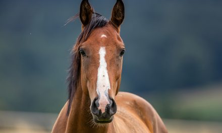 Cushing Syndrom beim Pferd