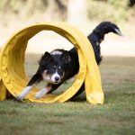 Sport-Verletzungen beim Hund
