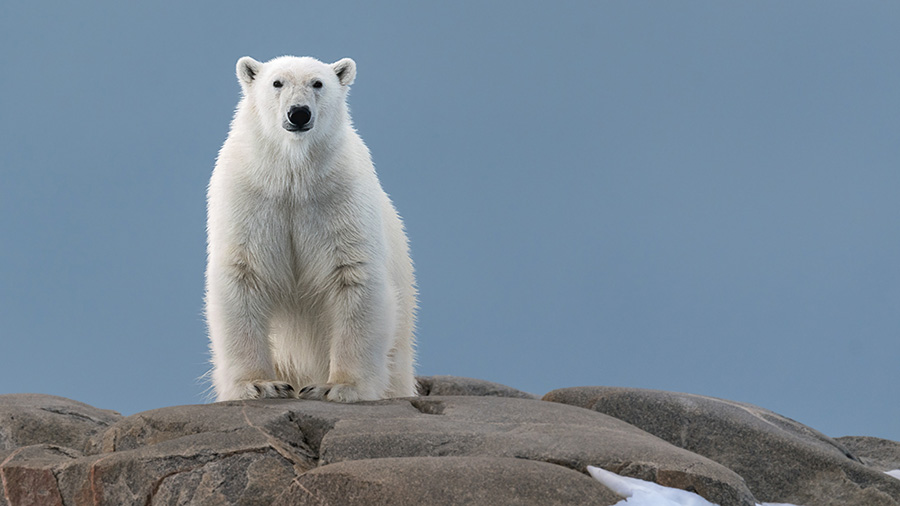 Vom Aussterben bedroht – Wie Eisbären unter dem Klimawandel leiden