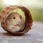 Sichere Freigehege für Kaninchen und Meerschweinchen