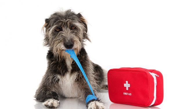 Training für den Ernstfall: „Erste Hilfe am Hund“