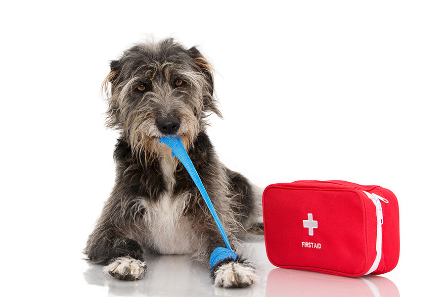 Training für den Ernstfall: „Erste Hilfe am Hund“
