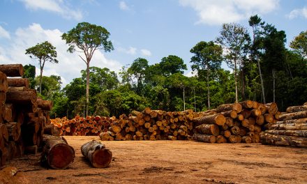 Regenwald – Zerstörung eines wichtigen Lebensraumes