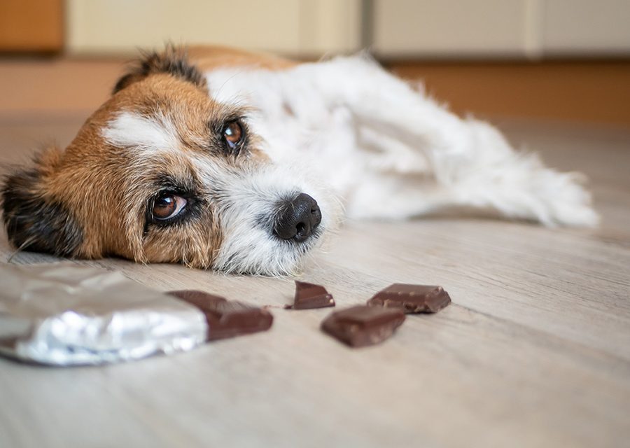 Schokolade ist Gift für Hunde
