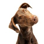 Hunde im Lockdown