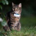 GPS-Tracker für Katzen