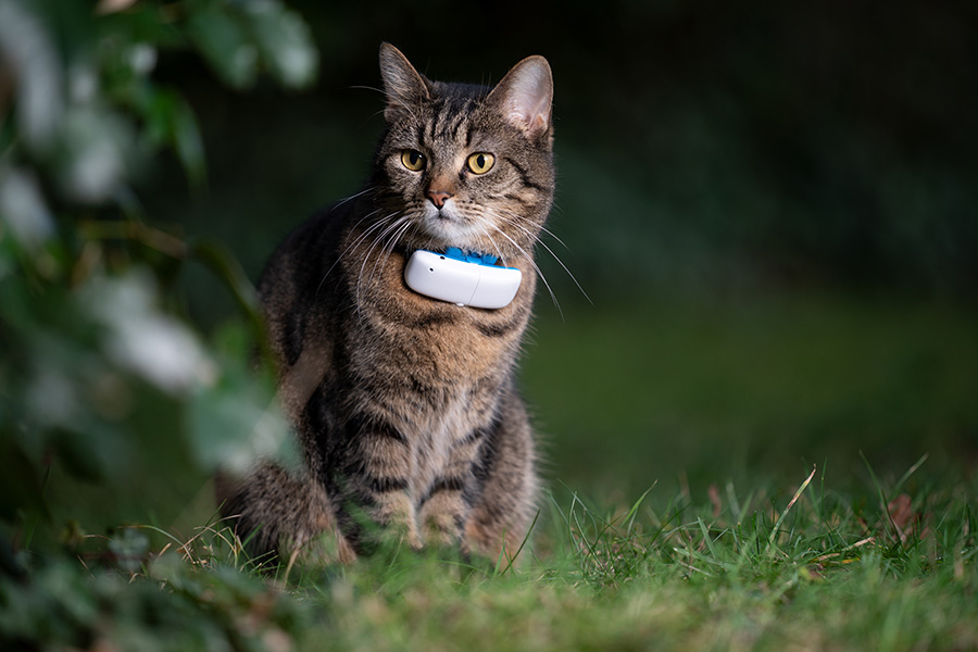 GPS-Tracker für Katzen