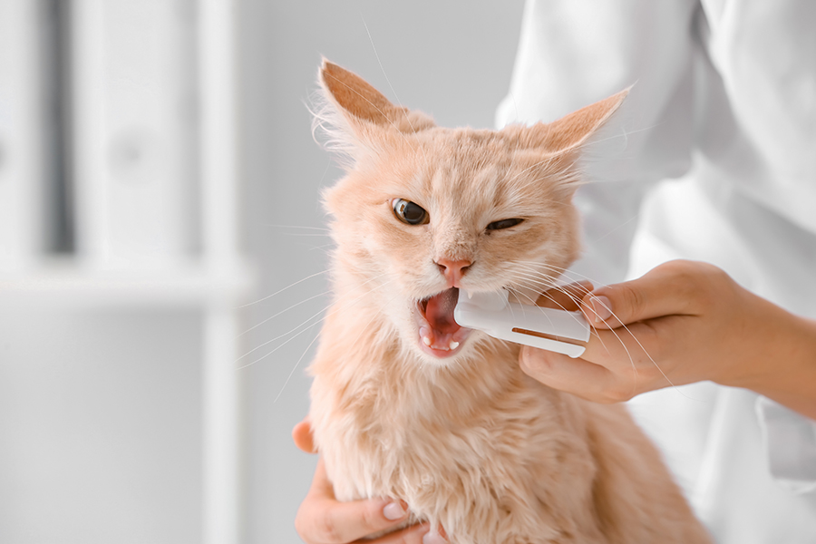 Zahnpflege bei Hunden und Katzen