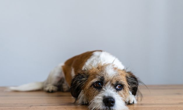 Magendrehung (Torsio ventriculi)