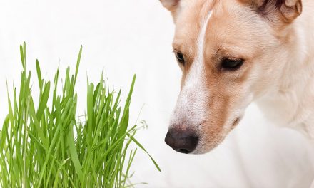 Warum fressen Hunde Gras?