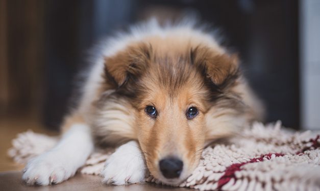 Vorsicht – nicht alle Nüsse sind zum Verzehr für den Hund geeignet!