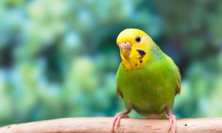 Aspergillose und Psittakose – Zwei wichtige Vogel-Krankheiten