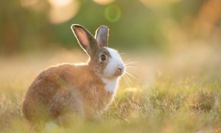 Hoppeln, sonnen, wohlfühlen: Umzug ins Grüne – Ein Platz an der Sonne für Kaninchen