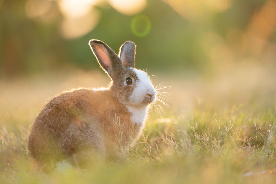 Hoppeln, sonnen, wohlfühlen: Umzug ins Grüne – Ein Platz an der Sonne für Kaninchen