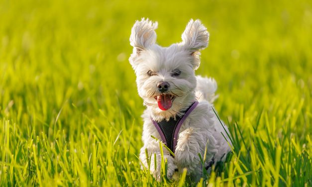 Rituale mit dem Haustier