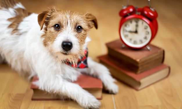 Hunde sorgen im Klassenraum für bessere Leistungen