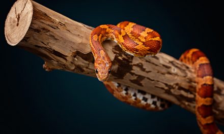 Die Anschaffung einer Schlange – Was man dabei beachten sollte