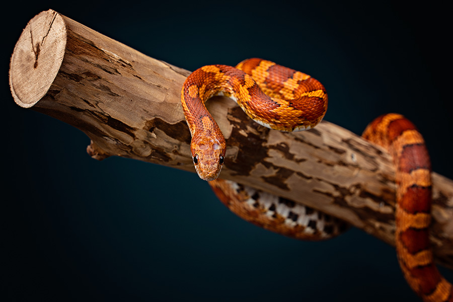 Die Anschaffung einer Schlange – Was man dabei beachten sollte