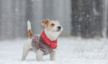 Der Winter ist da – Brauchen Hunde im Winter Pullover?