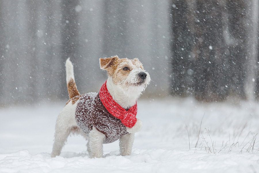 Der Winter ist da – Brauchen Hunde im Winter Pullover?