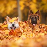 Versteckte Gefahren für den Hund in Laub und Feld