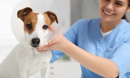 Auch Hund und Katze werden einmal krank: OP-Kosten!