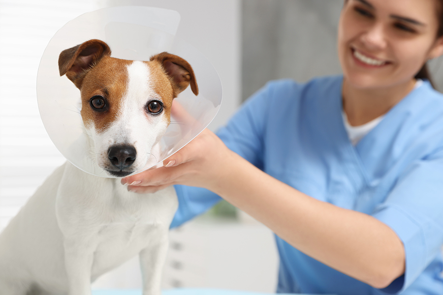 Auch Hund und Katze werden einmal krank: OP-Kosten!