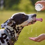 Sommer, Sonne, Hitzschlag – Auch Tiere sind gefährdet