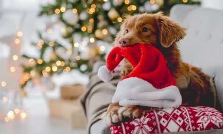 Wie Weihnachten für den Hund besonders wird