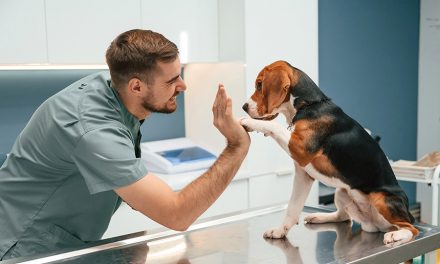Herzerkrankungen bei Hunden frühzeitig behandeln