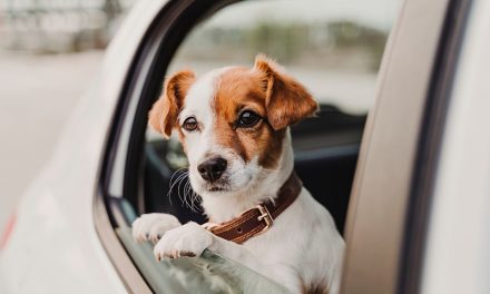 Hunde gehören im Sommer nicht ins Auto!