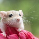 Fütterung von Rennmäusen