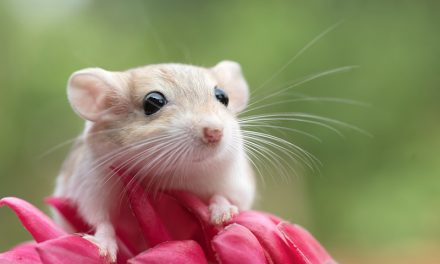 Fütterung von Rennmäusen