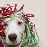 Beim Karneval bitte auf die Tiere achten
