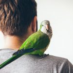 Tipps für das Zusammenleben von Vögeln und Vierbeinern