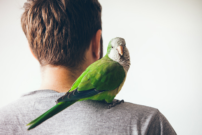 Tipps für das Zusammenleben von Vögeln und Vierbeinern