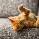 Katzenkrallen: Wertvolles Werkzeug an samtigen Pfoten