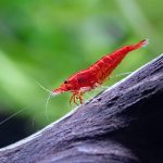Wirbellose im Aquarium: Die spannende Welt von Garnelen und Krabben