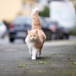 Katze angefahren: Was der Autofahrer jetzt tun sollte