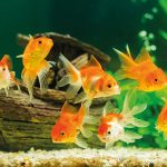 Aquarien-Fotografie: So gelingen klare Bilder von der Unterwasserwelt