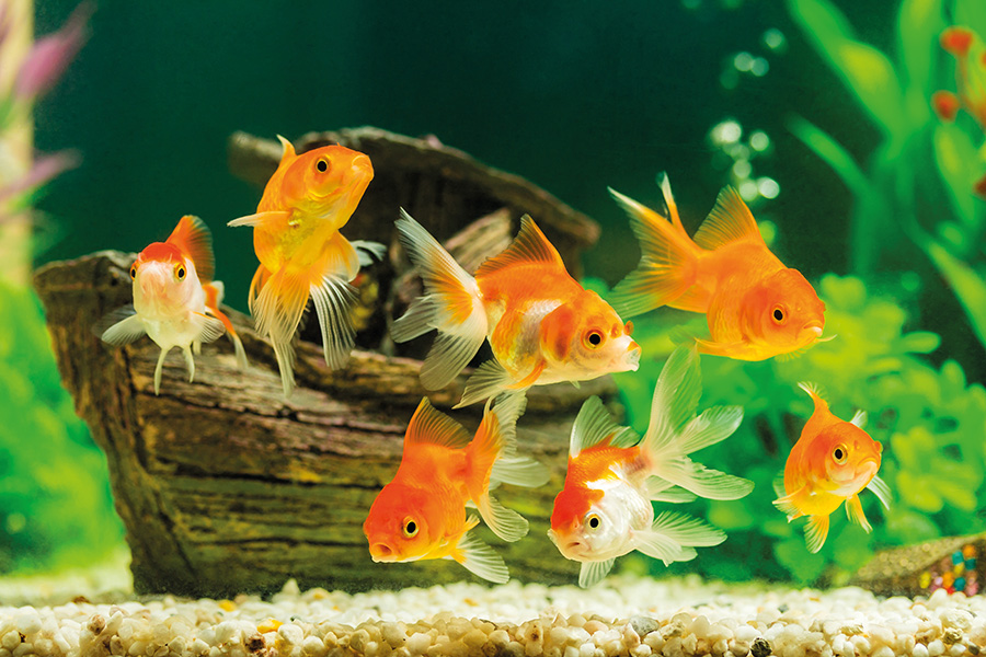 Aquarien-Fotografie: So gelingen klare Bilder von der Unterwasserwelt
