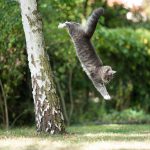 Katzen landen nicht immer auf den Pfoten: Worauf Halter achten sollten