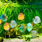 Friedliches Zusammenleben – wer passt zu wem im Aquarium?