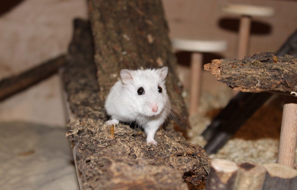 Diabetes bei Zwerghamstern vorbeugen