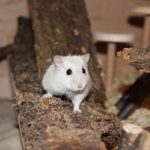 Diabetes bei Zwerghamstern vorbeugen